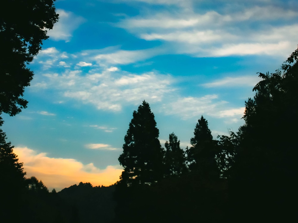 栂池高原のグリーンシーズン