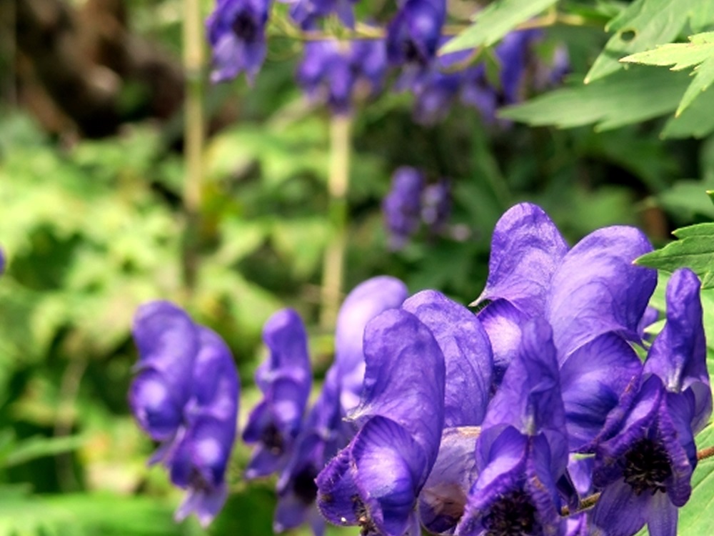 栂池自然園（トリカブトの花）